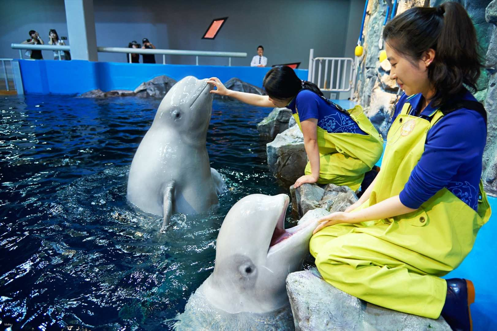 [Yeosu] Hanwha Aqua Planet Admission Ticket + Helga Stentzel Special Exhibition Discount Ticket (Foreigners Only) - Photo 1 of 5